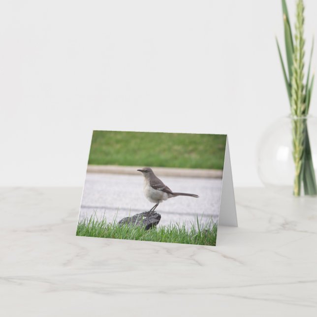 Spottdrossel Karte (Vorderseite)