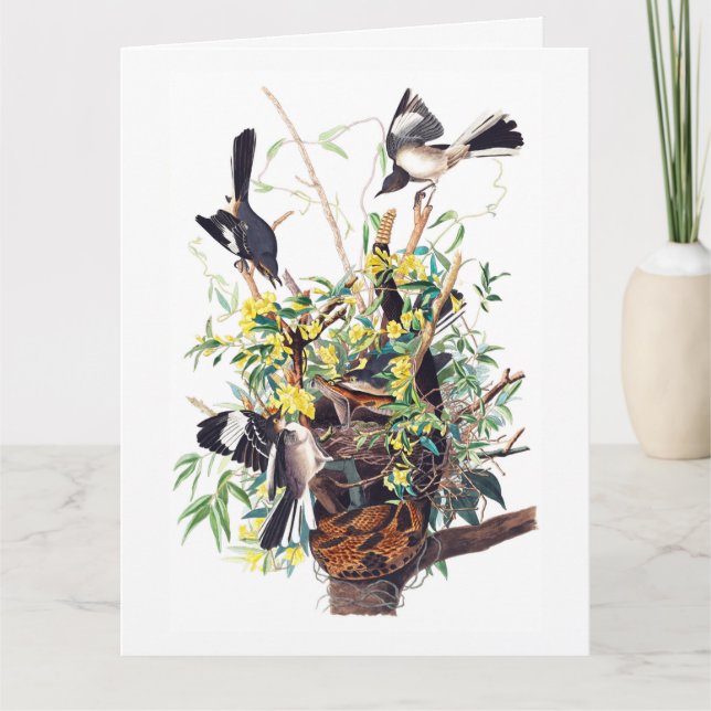 Spottdrossel von Audubon Karte (Vorderseite)
