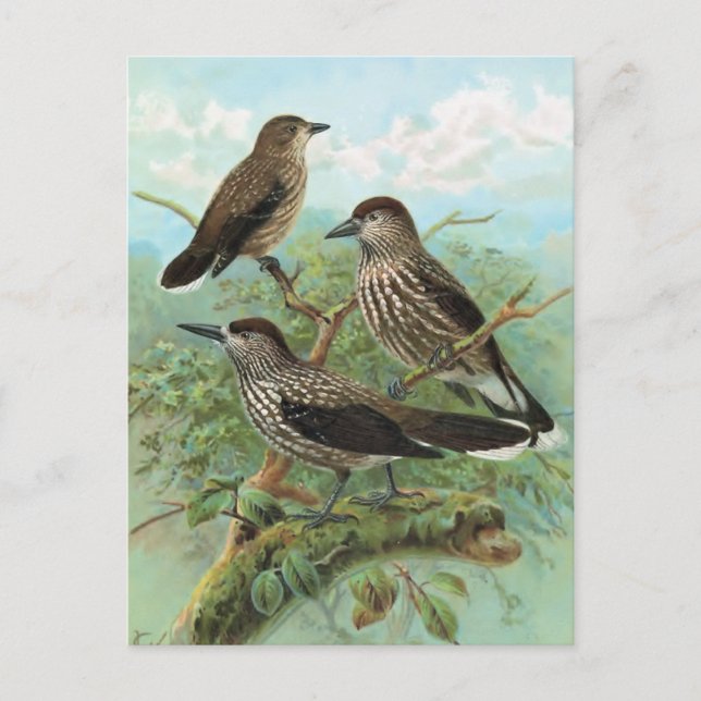 Spotted Nutcracker Vintage Bird Abbildung Postkarte (Vorderseite)