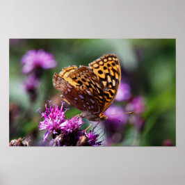 Spotted Wings Poster