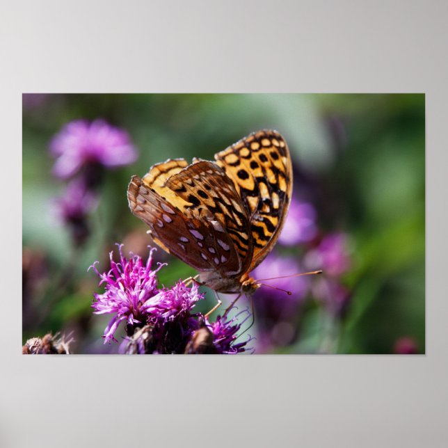 Spotted Wings Poster (Vorne)