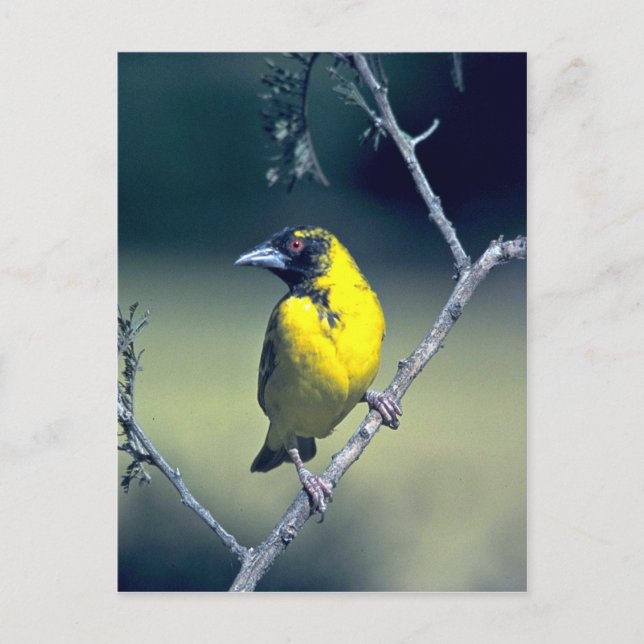 Spottedbacks Weaver Postkarte (Vorderseite)