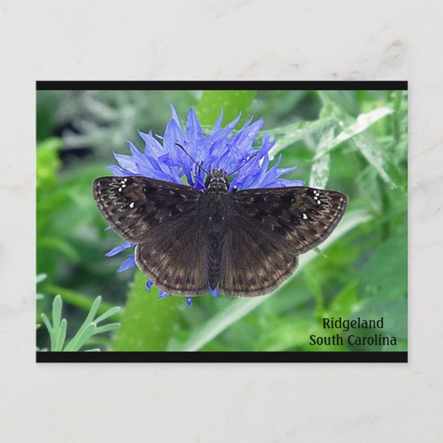 Spotting auf Kornblume Postkarte (Vorderseite)