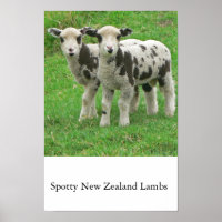 Spotty NZ Lambs