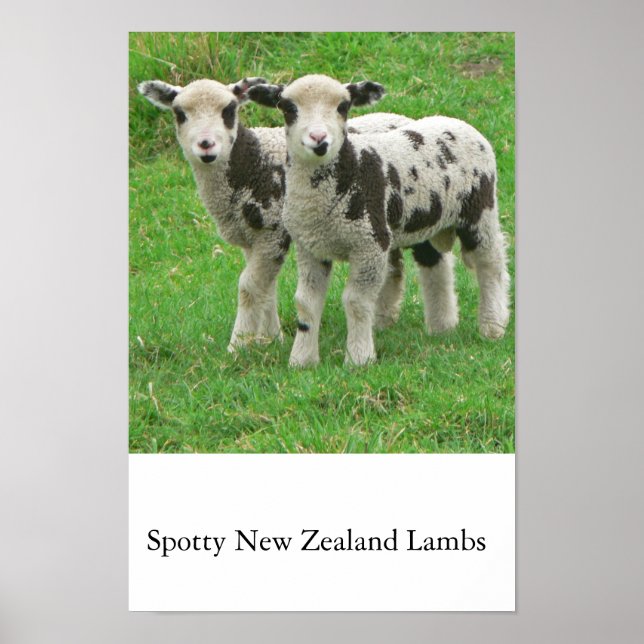 Spotty NZ Lambs Poster (Vorne)