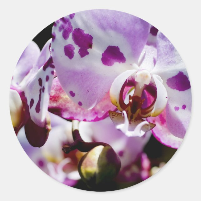 Spotty Orchid Runder Aufkleber (Vorderseite)
