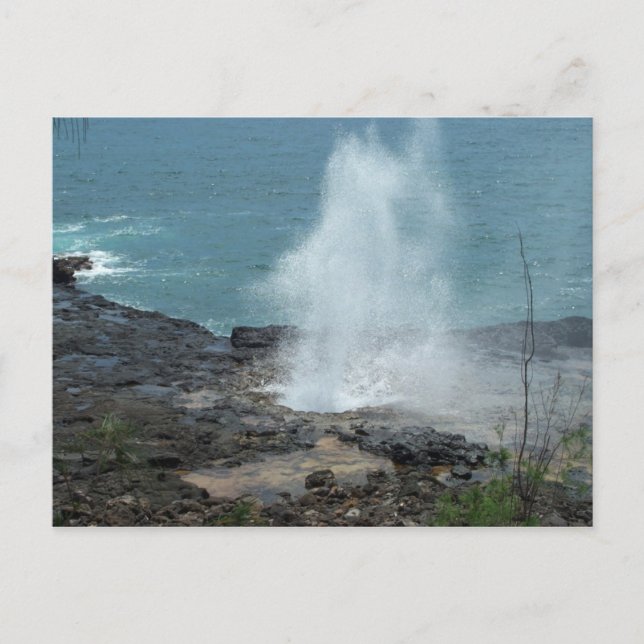 Sppouting Horn Postcard Postkarte (Vorderseite)
