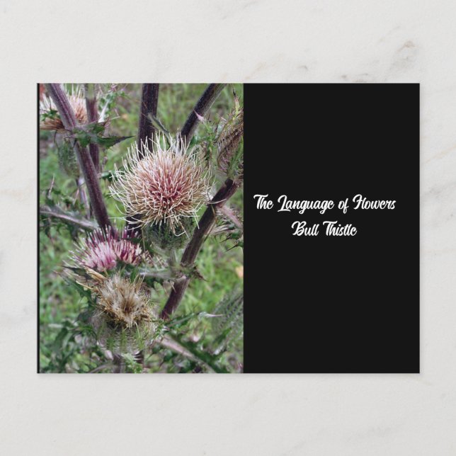 Sprache der Blume Bull Thistle Postcard Postkarte (Vorderseite)