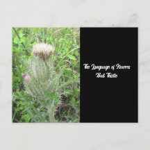Sprache der Blume Bull Thistle