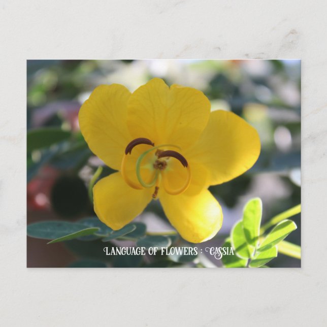 Sprache der Blume: Cassia Postkarte (Vorderseite)