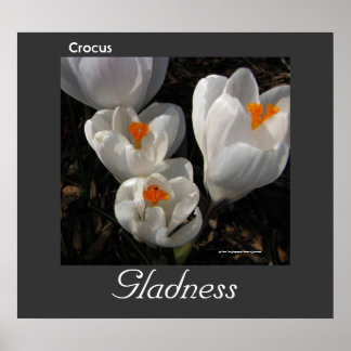 Sprache der Blume Crocus Gladness Poster