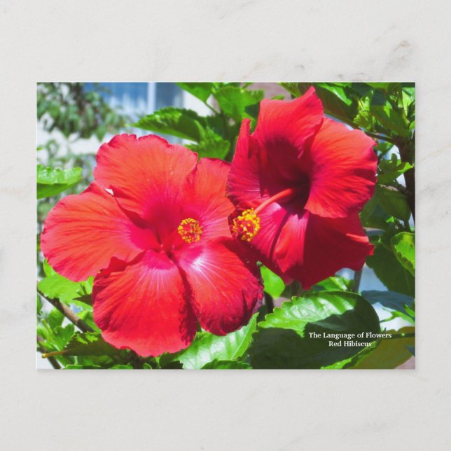 Sprache der Blume Roter Hibiskus Postkarte (Vorderseite)