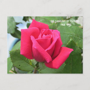 Sprache der Blumen Rosa Rose Postkarte