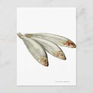 Sprats Postkarte