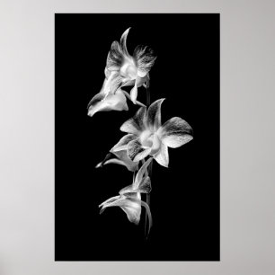 Spray von Orchideen in Schwarz und Weiß Poster
