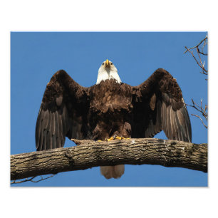 Spread Eagle Fotodruck