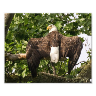 Spread Eagle Fotodruck