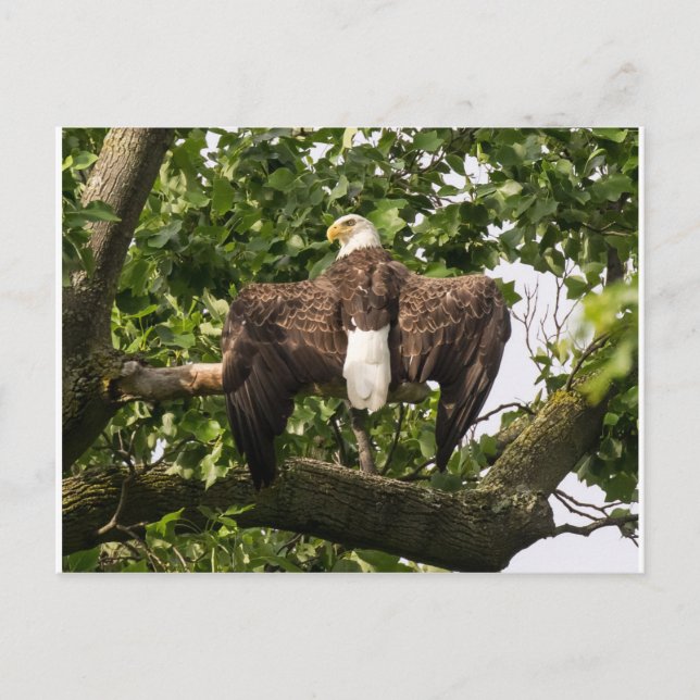 Spread Eagle Postkarte (Vorderseite)