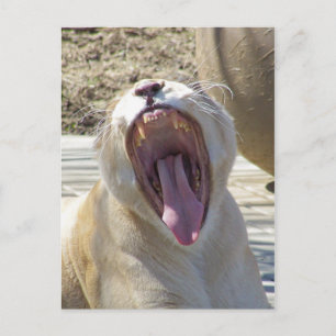 Spread The News! Postkarte