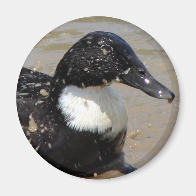 Sprechen Sie die Ente Magnet (Vorne)