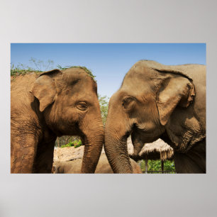 Sprechenelefanten im Chiang Mai Thailand Poster