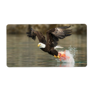 Sprengladender Adler