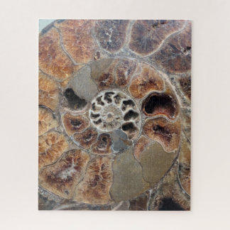 Sprial Muschel Fossil Puzzle