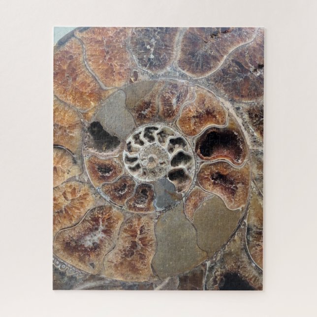 Sprial Muschel Fossil Puzzle (Vertikal)