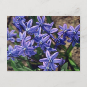 Spring Beauty, (Scilla Sibirica) Blume Postkarte