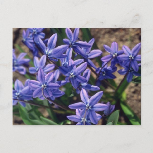 Spring Beauty, (Scilla Sibirica) Blume Postkarte (Vorderseite)