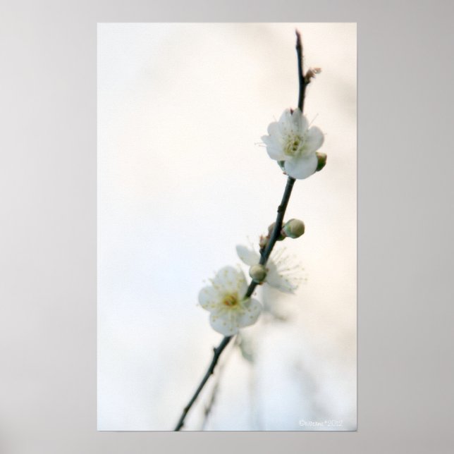 Spring Bliss Poster (Vorne)