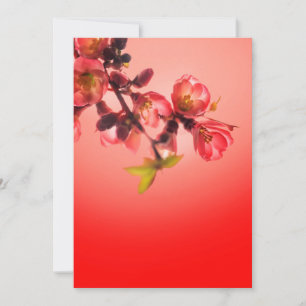 Spring blossom over red background feiertagskarte