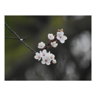 Spring Blossom Poster