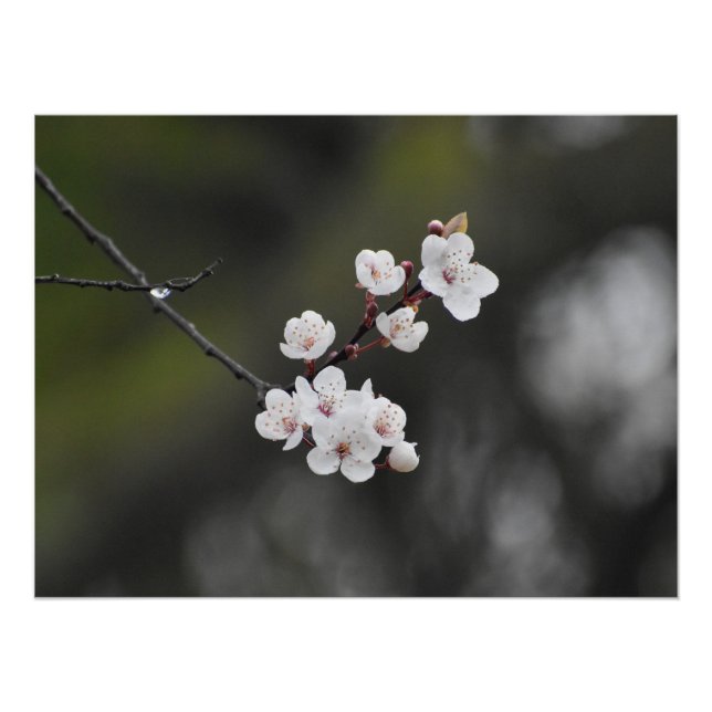 Spring Blossom Poster (Vorderseite)