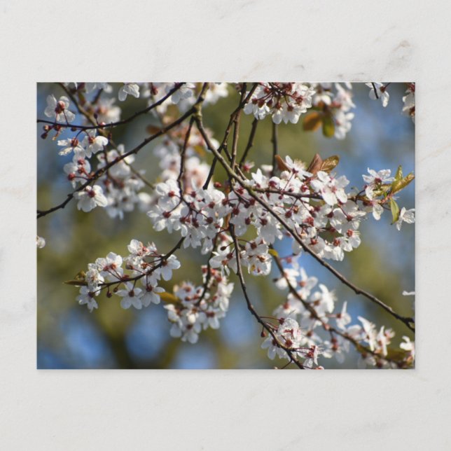 Spring Blossom Postkarte (Vorderseite)