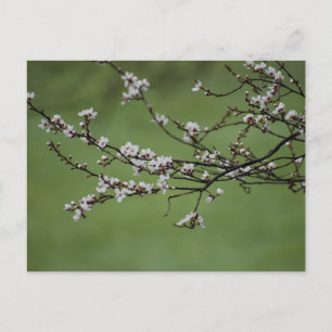 Spring Blossom Postkarte
