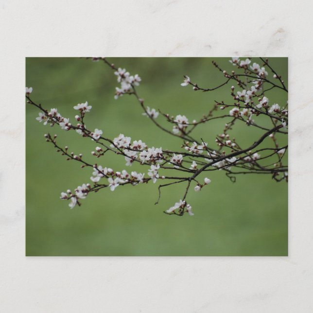 Spring Blossom Postkarte (Vorderseite)