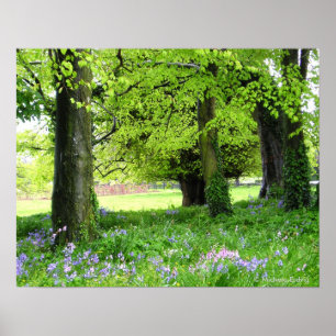 Spring Bluebell Forest Print Poster