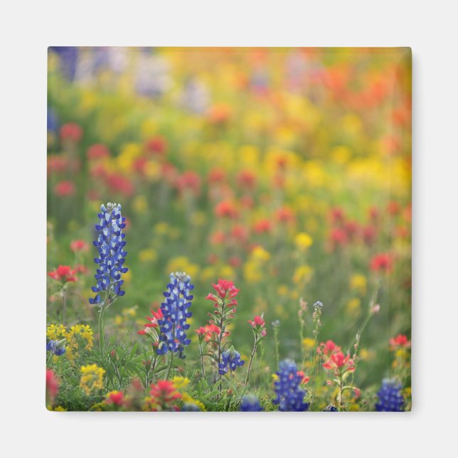 Spring Bluebonnet Magnet (Vorne)