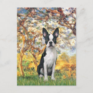 Spring - Boston Terrier #1 Postkarte