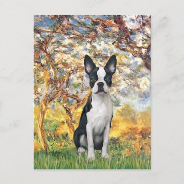 Spring - Boston Terrier #1 Postkarte (Vorderseite)