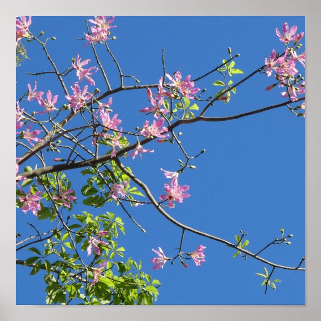 Spring, branch of a blossoming tree poster (Vorne)