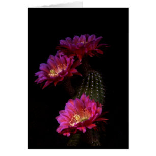 Spring Cactus Blume trio