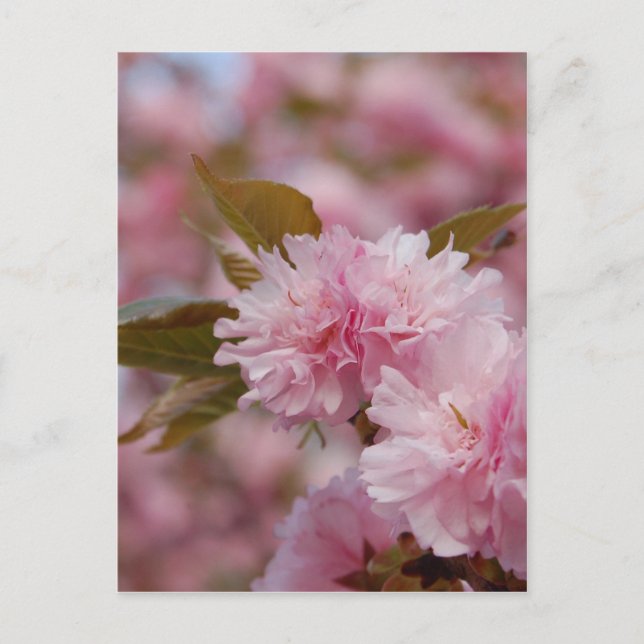 Spring Cherry Blossom Postkarte (Vorderseite)