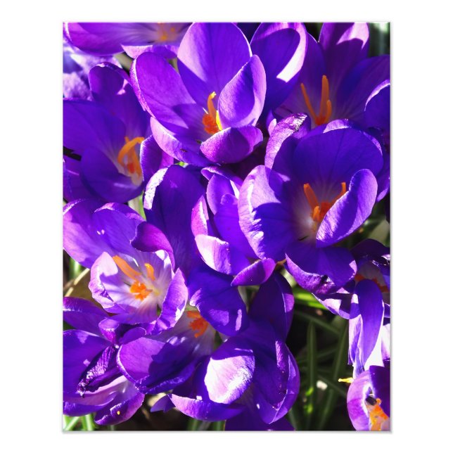 SPRING CROCUS FOTODRUCK (Vorne)