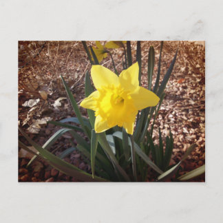 Spring Daffadil Postkarte