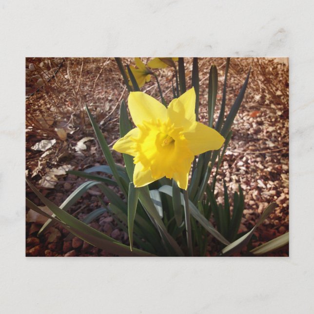 Spring Daffadil Postkarte (Vorderseite)