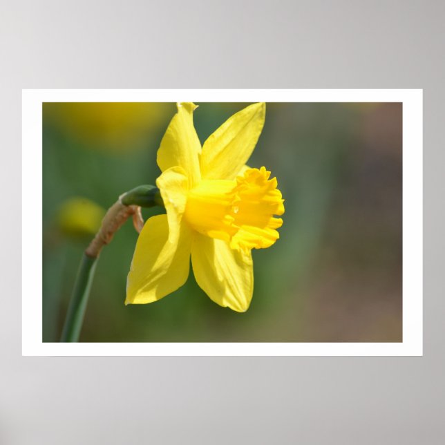 Spring Daffodil Poster (Vorne)