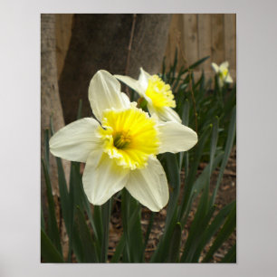Spring Daffodil Poster