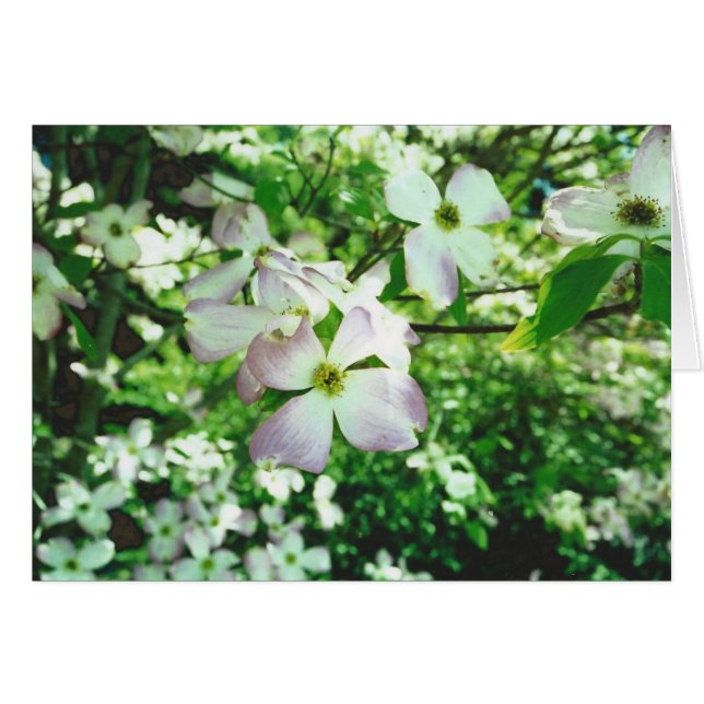 Spring Dogwood (Vorderseite (Horizontal))